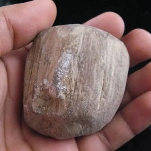 Kaboa Wood Fossilized - Type B3