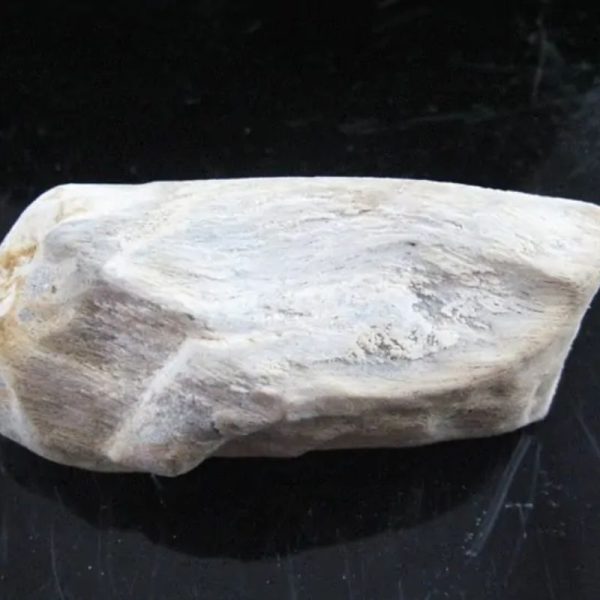 Kaboa Wood Fossilized - Type B4