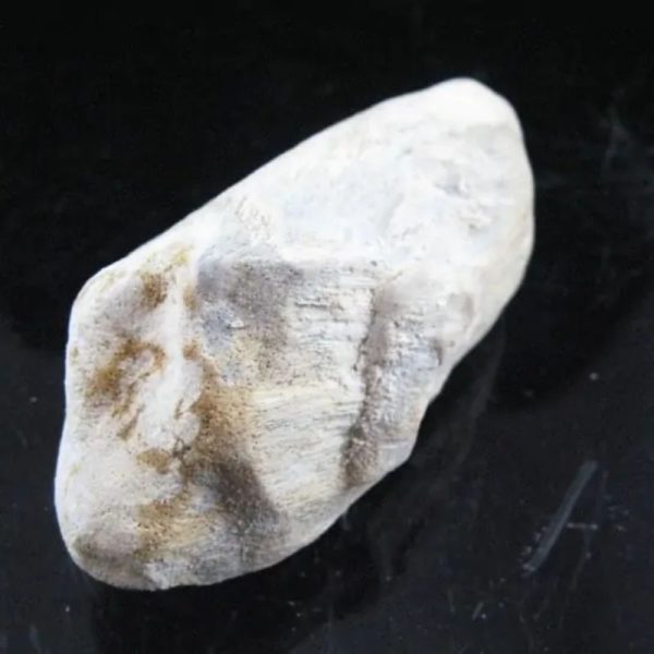 Kaboa Wood Fossilized - Type B4 - Image 4