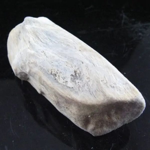 Kaboa Wood Fossilized - Type B4 - Image 3