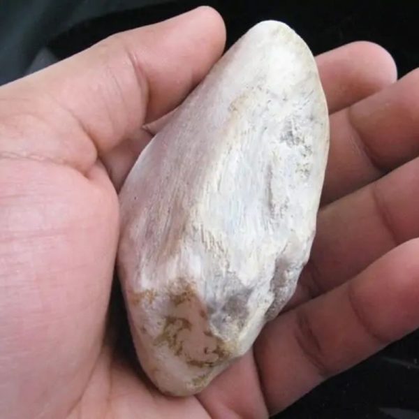 Kaboa Wood Fossilized - Type B4 - Image 2