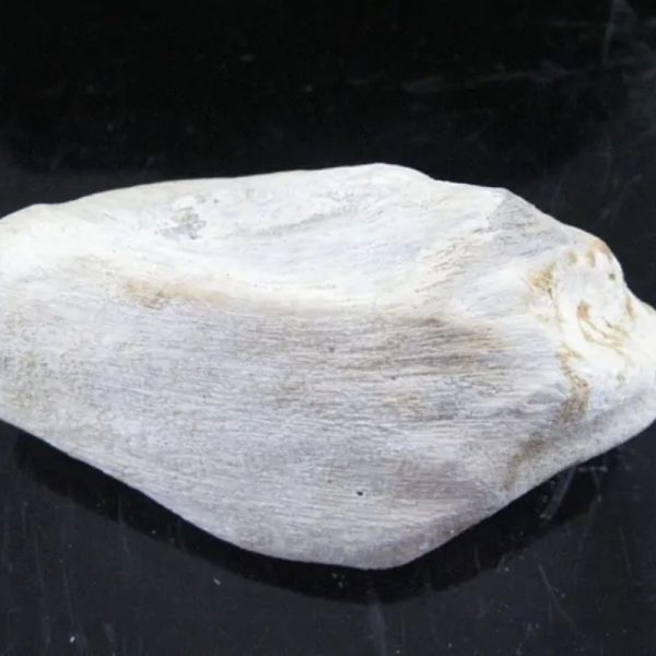 Kaboa Wood Fossilized - Type B4