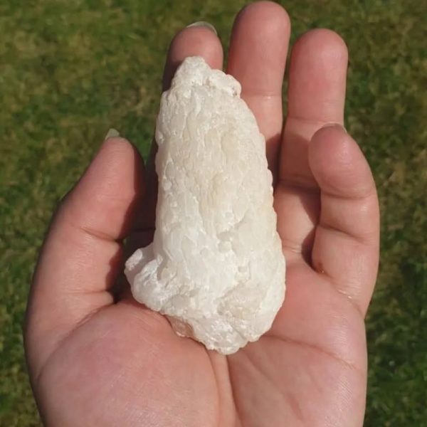 Elephant Semen Fossil - Type C3