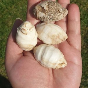 Elephant Pearl - Type H (Oval)