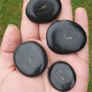 Dablang Buffalo Horns - Type A1 (Small)