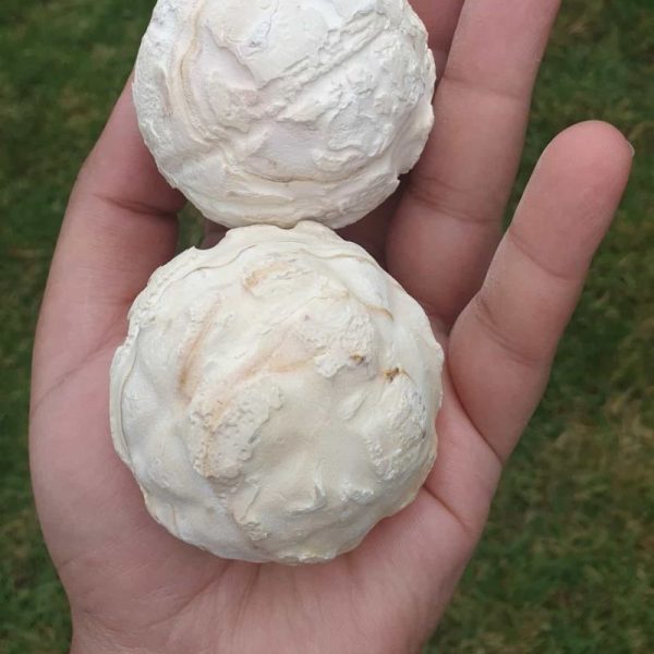 White Buffalo Pearl - Type A1