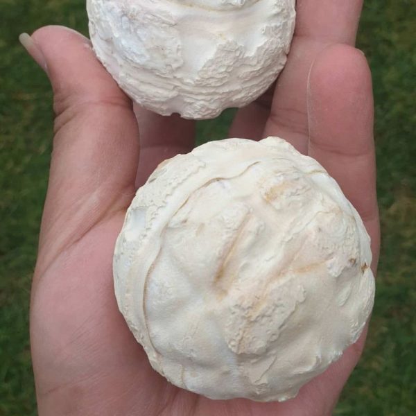 White Buffalo Pearl - Type A1