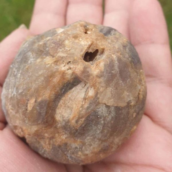 White Buffalo Pearl - Type B - Image 2