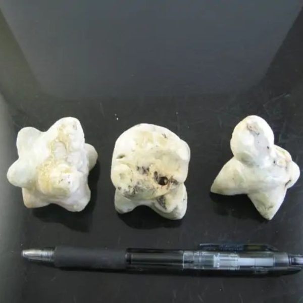 Dablang Buffalo Pearl - Type F1 (Foot Shapes)