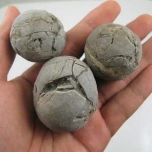 Boar Pearls - Type D