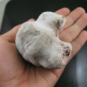 Boar Pearls - Type E1