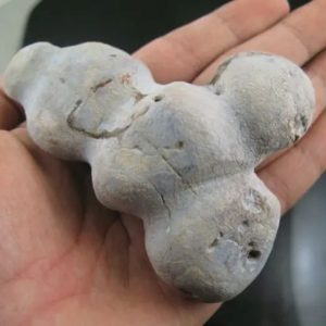 Boar Pearls - Type E