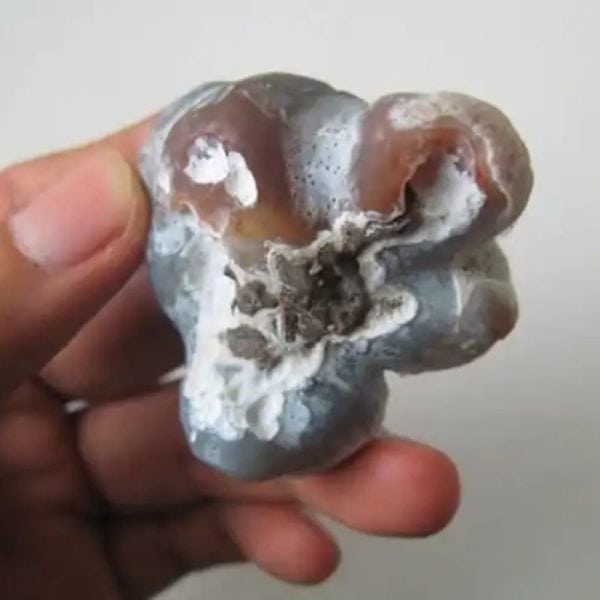 Boar Pearls - Type G1 - Image 2
