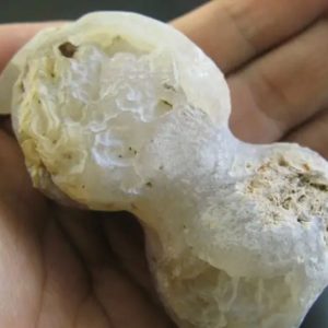 Jungle Boar Pearls - Type H4