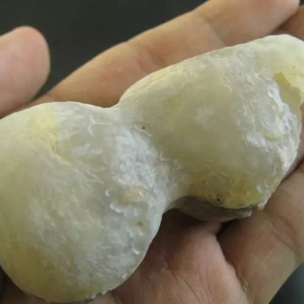 Jungle Boar Pearls - Type H4 - Image 3