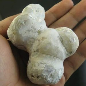 Jungle Boar Pearls - Type H5