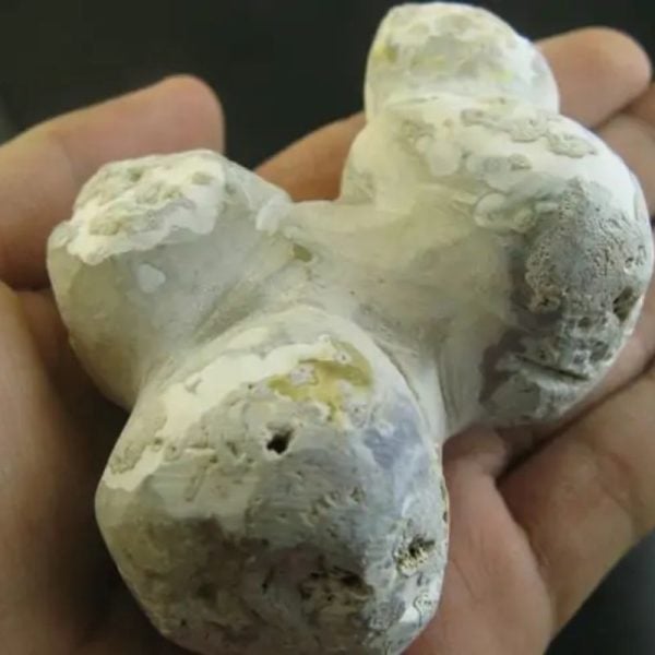 Jungle Boar Pearls - Type H5 - Image 3