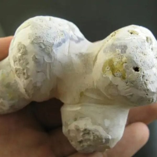 Jungle Boar Pearls - Type H5 - Image 2