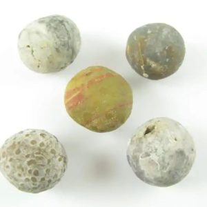 Tiger Forehead Pearls - Type D2