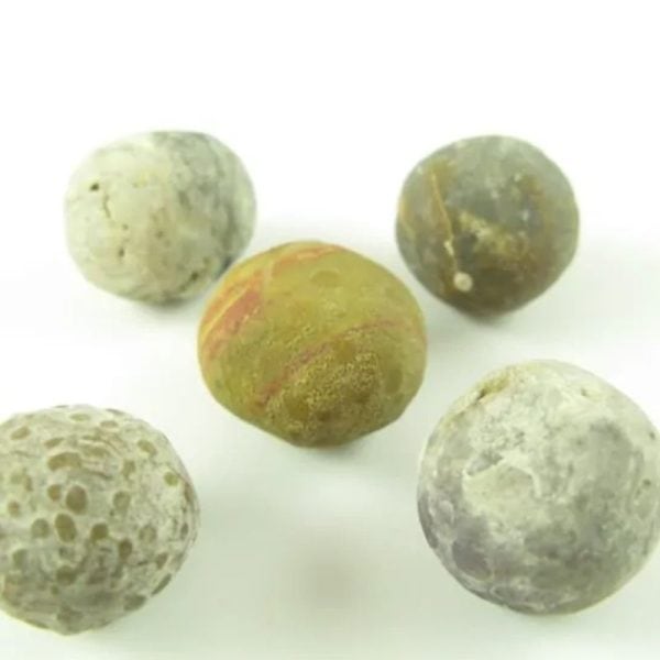 Tiger Forehead Pearls - Type D2 - Image 4