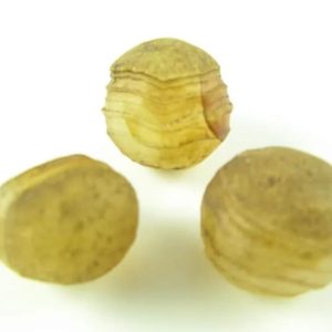 Tiger Forehead Pearls - Type C2