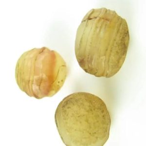 Tiger Forehead Pearls - Type C1
