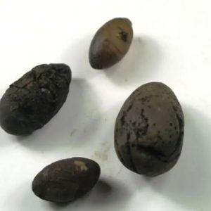 Tiger Forehead Pearls - Type E