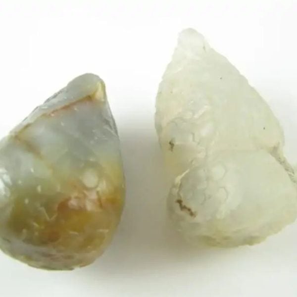 White Tiger Pearls - Type D1 - Image 3