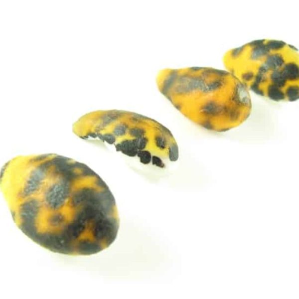 Tiger Pearls - Type F - Image 2