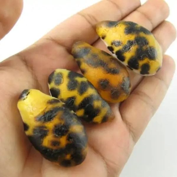 Tiger Pearls - Type F - Image 5