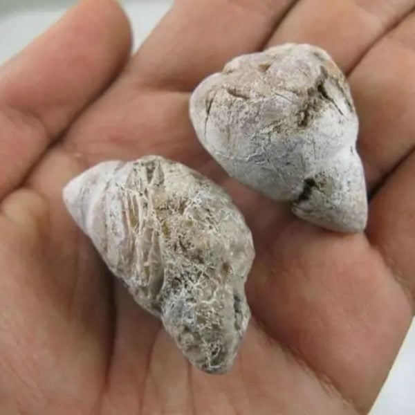 Bear Testicle - Type A1