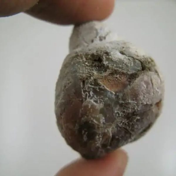 Bear Testicle - Type A1 - Image 2