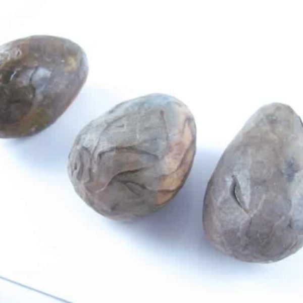 Sembrani Horse Pearl - Type C4 - Image 3