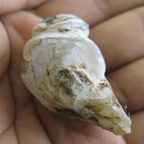 Orangutan Pearl - Type D1