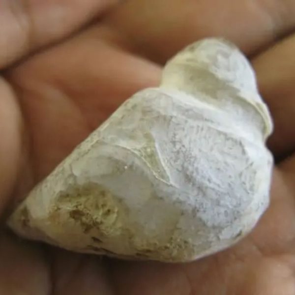 Orangutan Pearl - Type D1 - Image 3