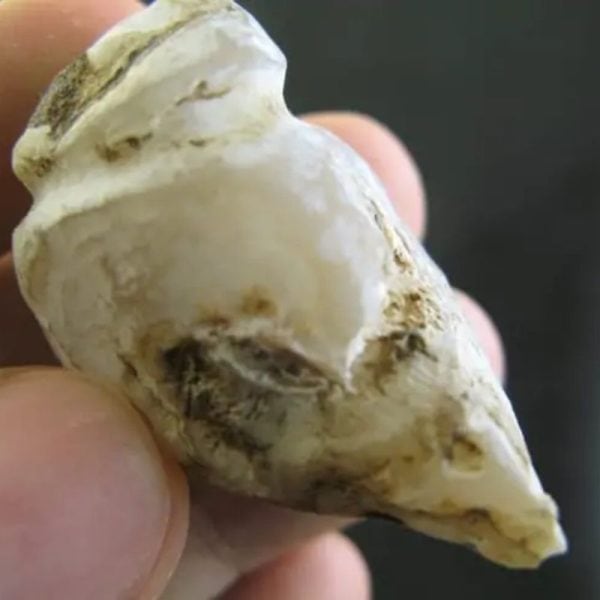 Orangutan Pearl - Type D1 - Image 2
