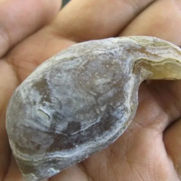 Orangutan Pearl - Type D2 - Image 3