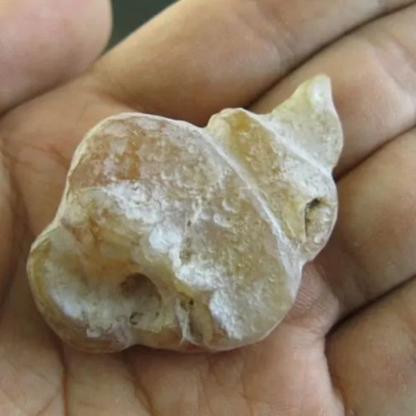 Orangutan Pearl - Type D3 - Image 3