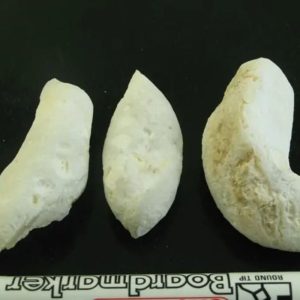 Monkey Pearl - Type L2 (White Monkey - Male)
