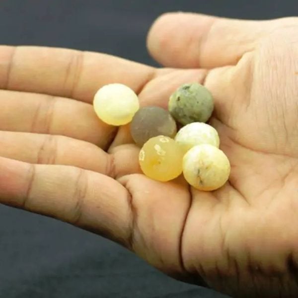 White Monkey Pearl - Type L1 - Image 2