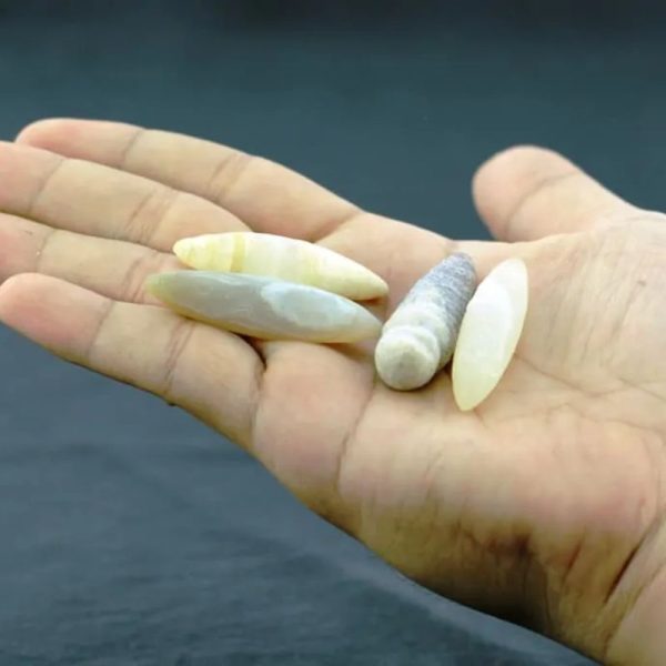 Porcupine Pearls - Type A