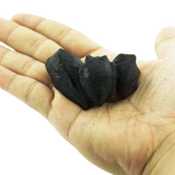 Bat Fossil -  Type A3 - Image 3