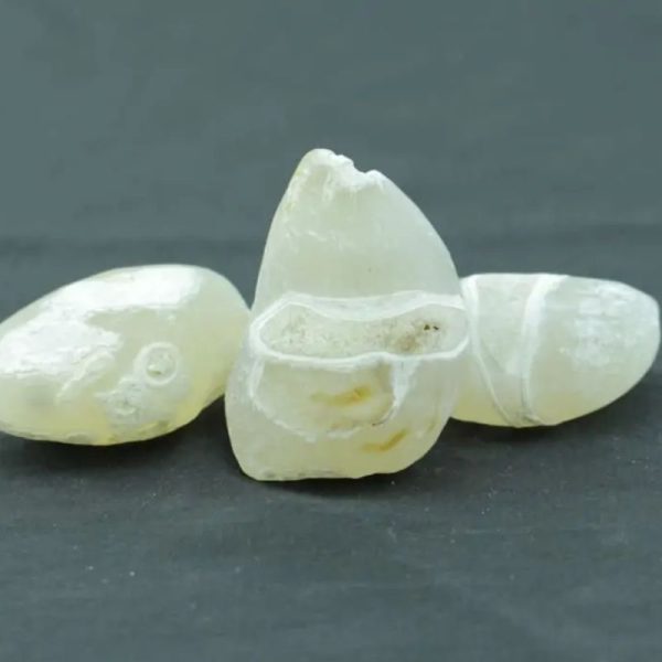 Deer Pearl Kencana - Type M