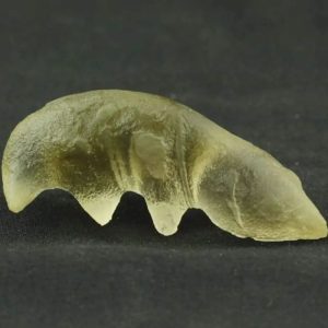 Fossilized Weasel Pearl - Type A1
