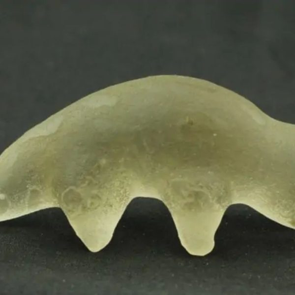 Fossilized Weasel Pearl - Type A2 - Image 3