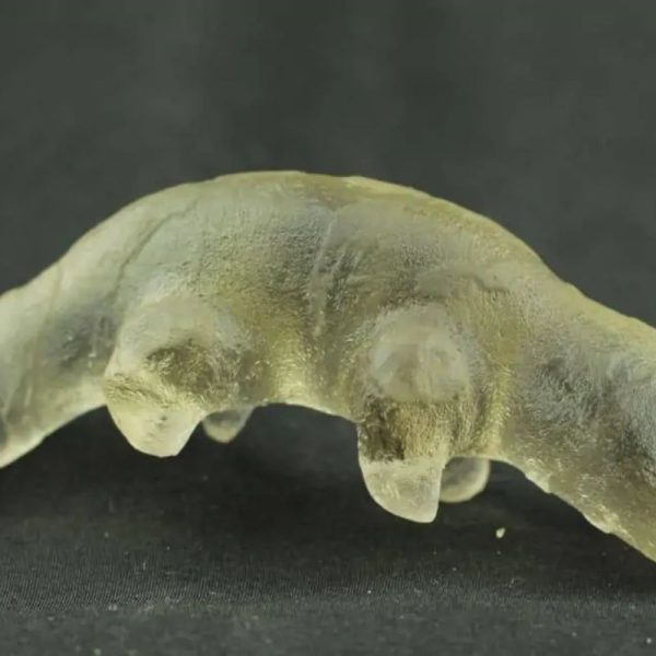 Fossilized Weasel Pearl - Type A15 - Image 3