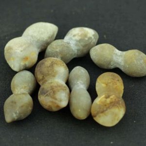 Scorpion Pearls -Type H1 (Female)