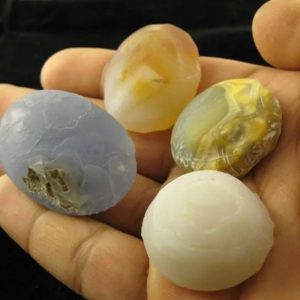 Crocodile Crown Pearl - Type C1 (Female)