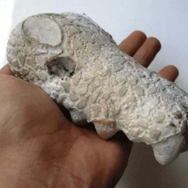 Fossilized Crocodile Head - Type A2