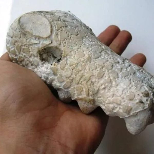 CROCODILE-HEAD-2A_LARGE_1